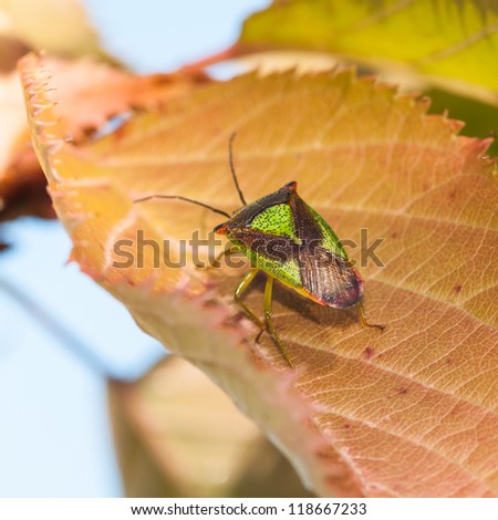 A shield bug sits on a cherry tree leaf.