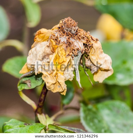 The decaying beauty of a Queen Mother variety of rose.