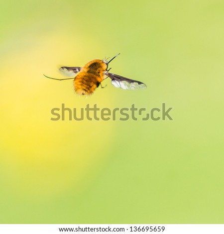 A macro shot of a hovering bee fly.