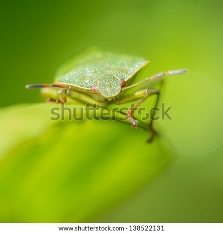 A macro shot of a green shield bug sitting on a leaf.