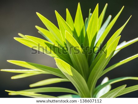 A macro shot of the green leaves of an asiatic lily.