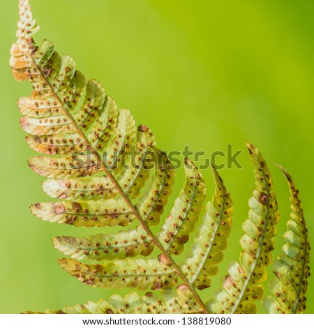 A macro shot of an unfurled fern frond.