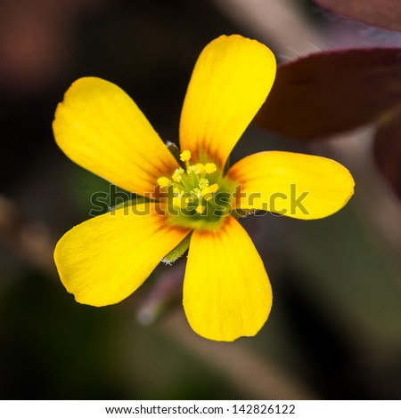 A bright yellow flower from a garden weed.