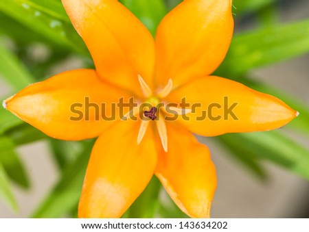 A close-up shot of the centre of an asiatic lily.