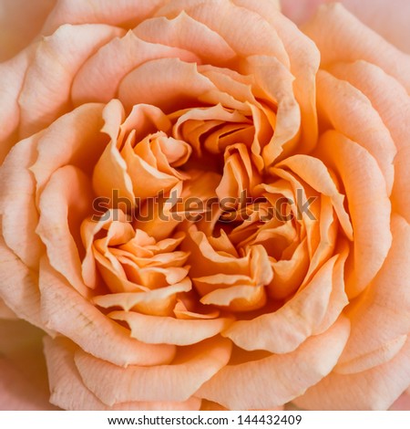 A macro shot of an orange patio rose called sweet dreams.