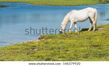 A pony drinks from Hatchet Pond in the New Forest national park.