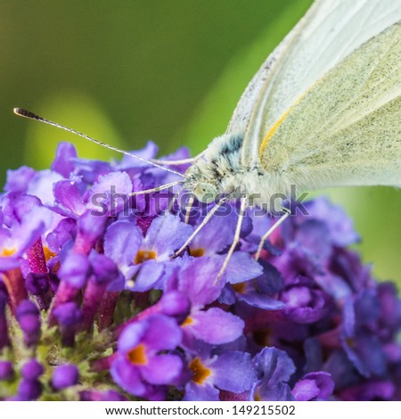 A small white butterfly feeds on a purple butterfly bush.