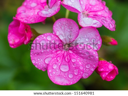 A macro shot of a rain sodden geranium bloom.