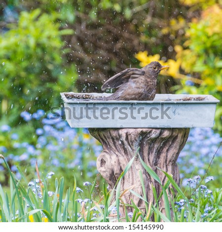 A female blackbird takes a wash in a bird bath.