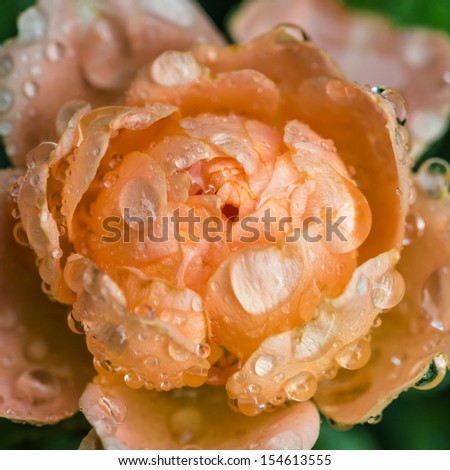 A macro shot of an orange patio rose covered in raindrops.