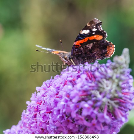 A macro shot of a red admiral butterfly atop a butterfly bush.