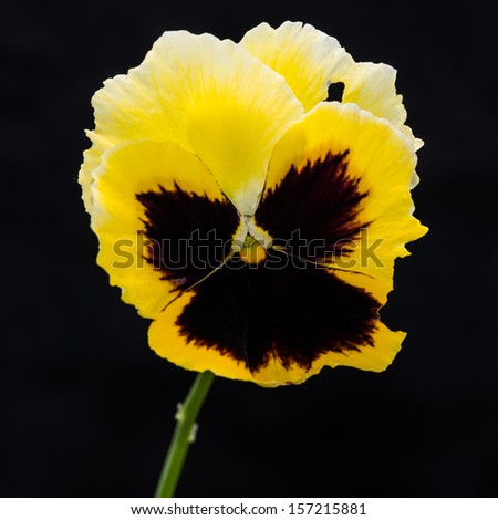 A macro shot of a yellow pansy shot against a black background.