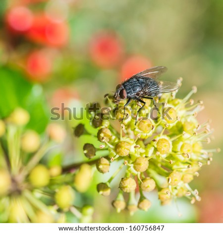 A fly sits atop an ivy flower head.