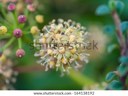 A macro shot of a flowering ivy flower head.