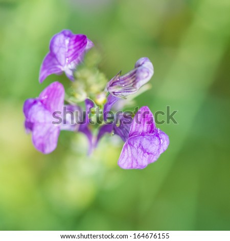 A close-up of a single flower head of a purple toadflax plant.
