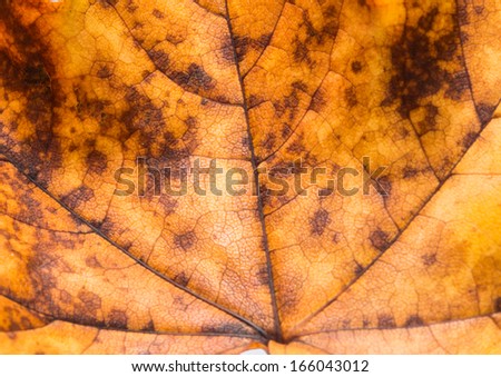 A macro shot of a sycamore leaf.