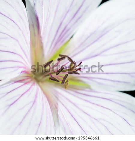 A macro shot of a white geranium bloom.