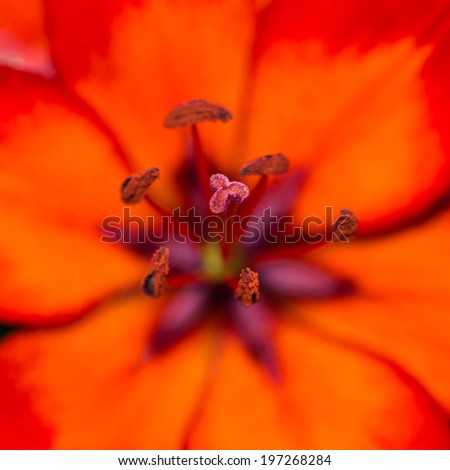 A macro shot of a fiery looking asiatic lily.