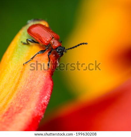 A macro shot of a red lily beetle sitting on the petals of an asiatic lily.