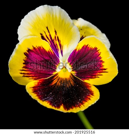 A macro shot of a yellow pansy isolated against a black background.