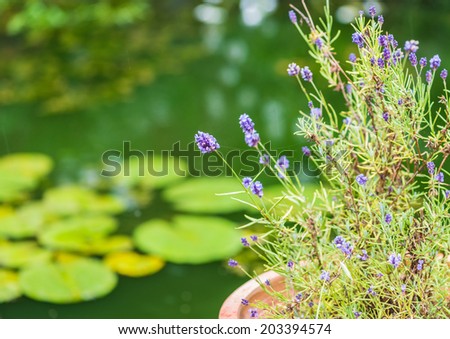 A shot of some lavender in front of the green water of a pond.