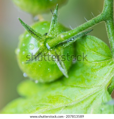 A macro shot of some green tomatoes growing on a vine.
