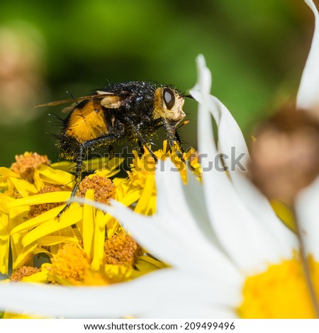 A macro shot of an ugly looking fly sitting on some garden flowers.