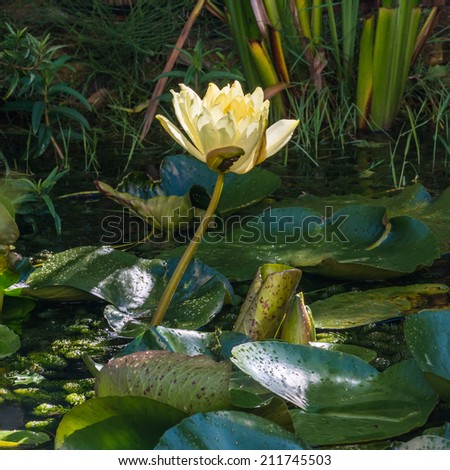 A macro shot of a water lily bloom growing clear of the pond.