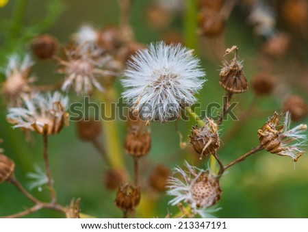 A macro shot of the seed head of a ragwort plant.