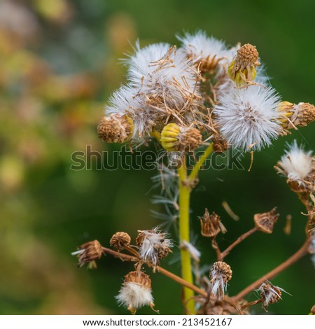 A macro shot of the seed head of a ragwort plant.