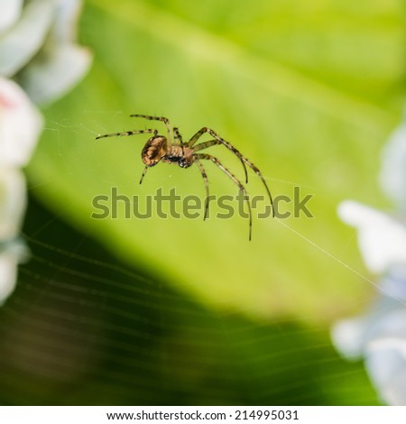 A macro shot of a small spider hanging in front of a hydrangea leaf.