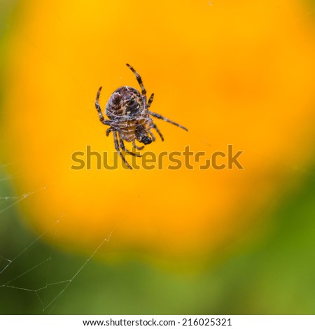 A macro shot of a garden spider wrapping up its prey.