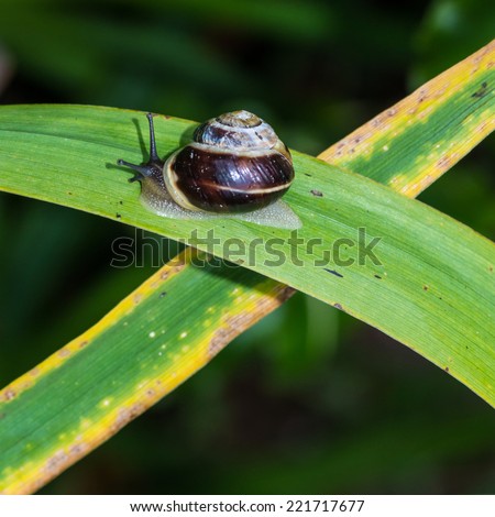 A macro shot of a snail making its way up a leaf.