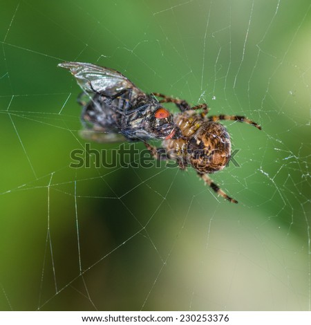 A macro shot of a garden spider wrapping up its prey.
