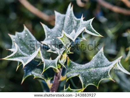 A macro shot of some green holly leaves that have a coating of frost.