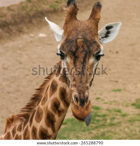 A giraffe sticks its tongue out at the photographer...
