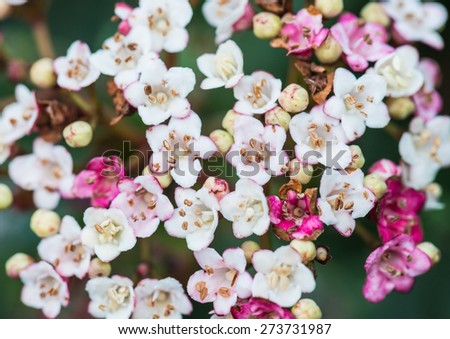 A macro shot looking down on some viburnum bush blossom.
