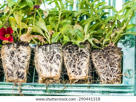 A macro shot of some calibrachoa plug plant roots.
