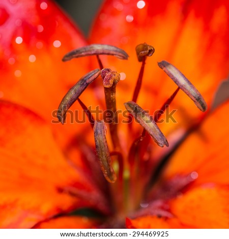 A macro shot of an orange and red coloured asiatic lily bloom.