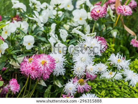 A display of white and pink flowers in a garden container.