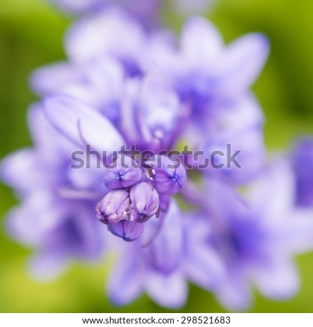 A macro shot looking down on a bluebell plant.