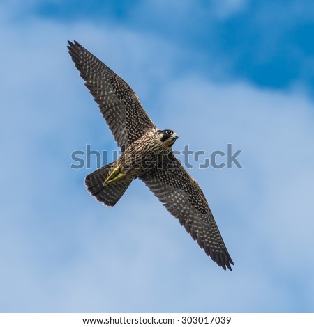 A shot of a peregrine falcon flying through a cloudy blue sky.