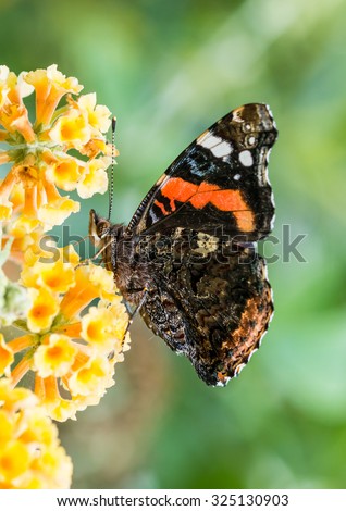 A macro shot of a red admiral butterfly collecting pollen from a butterfly bush.