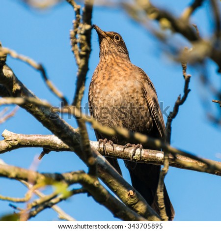 A brown coloured blackbird sits in the branches of a tree.