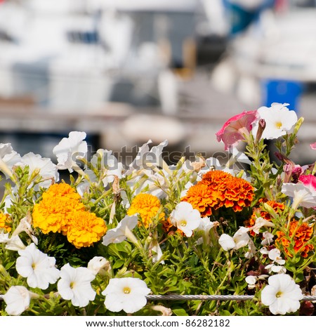 A flower box at the marina, with boating bokeh in the background.