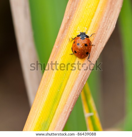 A wet ladybird makes its way up a decaying leaf stem.