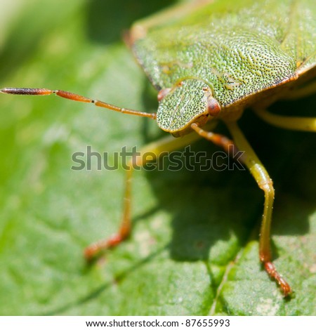 A green shield bug sits on a green hazelwood leaf.