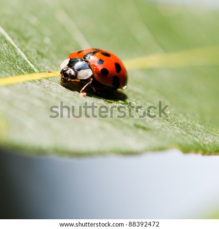 A ladybird sits on a green bay tree leaf.