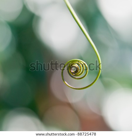 The spiralling tendril of a passion flower.