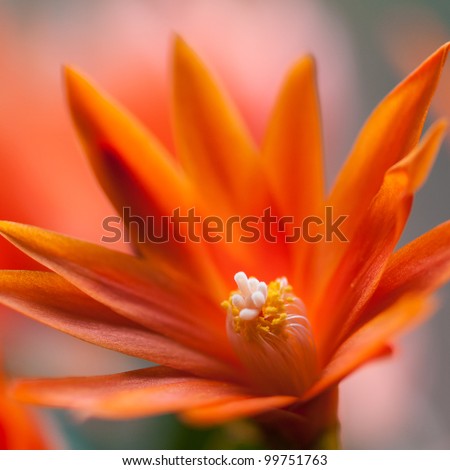 A close-up of an orange Easter cactus bloom.